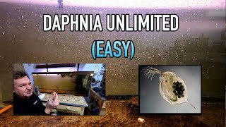 How I Raise Daphnia Water Fleas And You Can Too [upl. by Thier944]