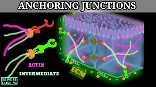 Anchoring Junctions  Desmosomes And Hemidesmodomes  Adherens Junctions [upl. by Pazia]