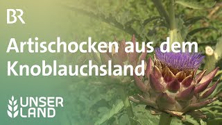 Artischocken in Mittelfranken  Unser Land  BR Fernsehen [upl. by Petta]