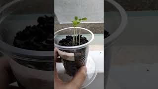 Passion Fruit germination [upl. by Nah]