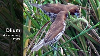 Scalybreasted munia Lonchura punctulata [upl. by Teresita553]