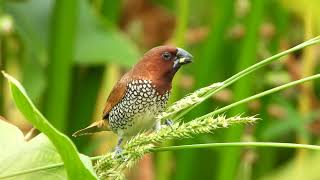 Scalybreasted munia  enjoying food [upl. by Kosey]