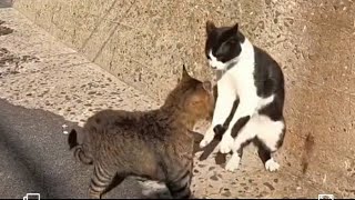 briga de gato até a morte 🐈🐈 [upl. by Assenov]