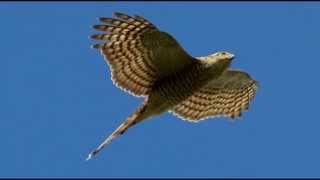 Sparrowhawk Bird Call Bird Song [upl. by Nager]