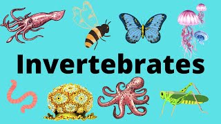 The Diversity of Invertebrates [upl. by Heffron]