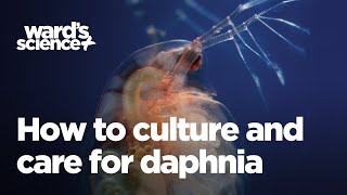 Caring and Culturing for Daphnia [upl. by Haeel]