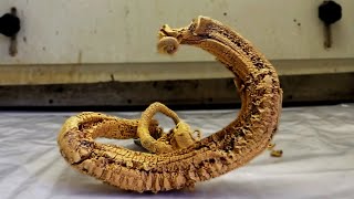 The Pharaohs Serpent demonstration [upl. by Ahseined]