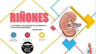 Anatomía  Riñón Pt I Caras Bordes Relaciones Fascia Renal [upl. by Ma824]