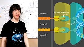 Desmosomes Structure and Functions [upl. by Otsugua]