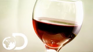 How to Taste Red Wine [upl. by Tiffani]