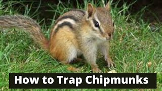 How To Trap Chipmunks [upl. by Ientruoc]