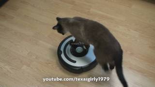 Cat shows HOW TO use iRobot Roomba Vacuum [upl. by Critta]