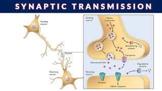 SYNAPTIC TRANSMISSIONSYNAPTIC TRANSMISSION OF NERVE IMPULSE [upl. by Phillane438]