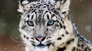 10 Incredible Facts About the Snow Leopard [upl. by Randolph]