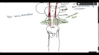 Neuroanatomy  Corticospinal Tract USMLE [upl. by Rednav]