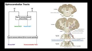 The Spinocerebellar Tracts EXPLAINED [upl. by Nagn]