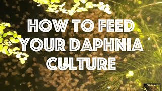 How To Feed Your Daphnia Culture [upl. by Eihtak]