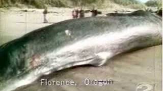 Oregons Exploding Whale  2002 KATU abridged update [upl. by Ezarras]