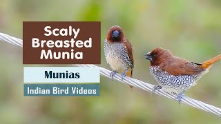 The Scalybreasted Munia Lonchura punctulata  मुनियाँ  ചുട്ടിയാറ്റ  ರಾಟವಾಳ ठीपकेवाली मनोली [upl. by Leor]