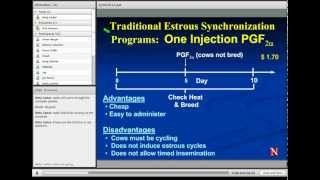 Estrus Synchronization in Heifers and Cows [upl. by Torp721]