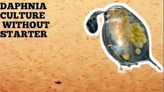 HOW TO CULTURE DAPHNIA NATURALLY WITHOUT A STARTER [upl. by Reld]