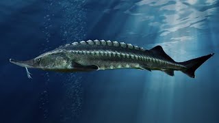 Facts The Beluga Sturgeon [upl. by Bethena]