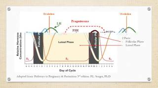 Estrous Cycle of Cattle [upl. by Emmanuel]