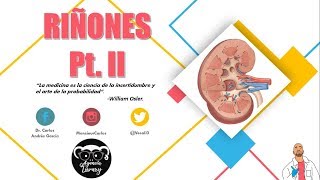 Anatomía  Riñón Pt II Corteza Médula Seno Renal Vasos y Nervios [upl. by Tore46]