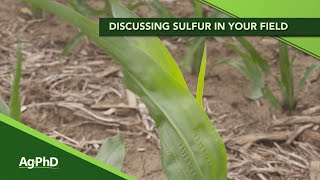 Sulfur Management on your Farm From Ag PhD 1125  102719 [upl. by Drofliw]