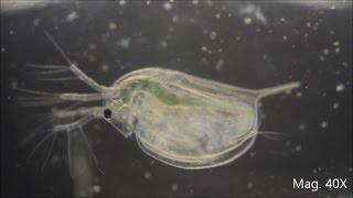 Daphnia magna under the Microscope [upl. by Euh323]