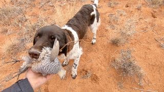 Blue Quail Hunting Run amp Gun 👉 Eastern New Mexico 🌵 Gould Brothers VLOG [upl. by Erehpotsirhc]