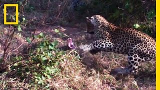 Leopards vs Python Snake  National Geographic [upl. by Enyrhtac467]