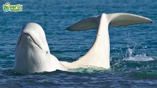 Beluga Whale Fun Facts [upl. by Ellevehc380]