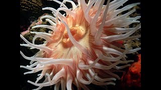 Facts The Sea Anemone [upl. by Onfroi]