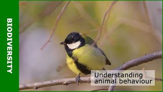 Understanding animal behaviour [upl. by Ormsby]