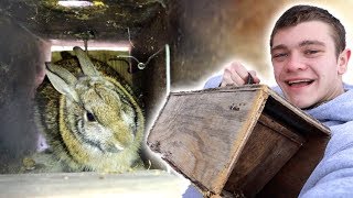 I Trapped Rabbits in Homemade Trap [upl. by Ymor]