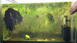 Scuds Daphnia Cherry Shrimp Copepods My aquatic food culture [upl. by Sirron]