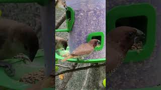 Silver bill and scaly Breasted Munia eating [upl. by Ahsirpac]