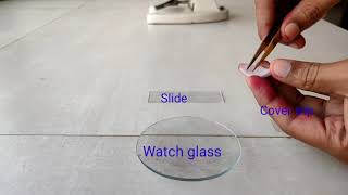 Onion peel cell experiment Procedure in description box [upl. by Farra]