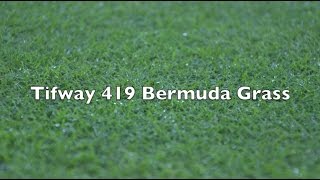 Tifway 419 Bermuda Grass [upl. by Stauffer991]