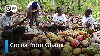 Rethinking cocoa cultivation in Ghana  Global Ideas [upl. by Pogah]