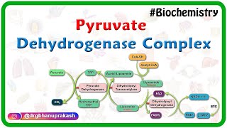 Pyruvate dehydrogenase complex  Animation   Mechanism  Regulation and inhibitors  USMLE Step 1 [upl. by Ari]