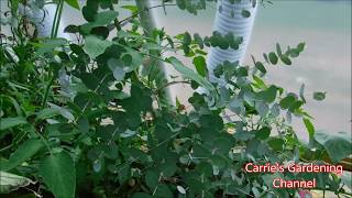 Growing Eucalyptus Trees Growing Eucalyptus Trees In A Greenhouse [upl. by Strage915]