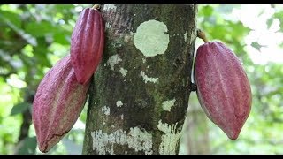 La fabrication des chocolats du cœur par Alex Olivier [upl. by Natty]