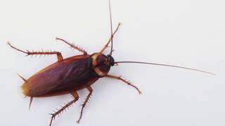 How Boric Acid Kills Cockroaches [upl. by Eilyah]