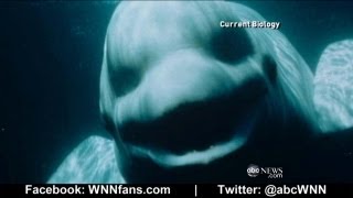 Beluga Whale Sounds Like a Human [upl. by Armmat186]