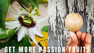 Top 10 Passion Fruit Plant Tips [upl. by Atinot]