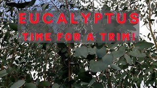 Eucalyptus Time for A Trim [upl. by Oigaib]