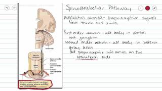 Spinocerebellar Sensory Pathway [upl. by Emmalee]