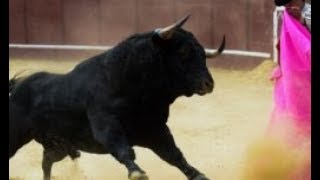 España La matanza de toros está paralizada desde que comenzó la pandemia [upl. by Ailices]